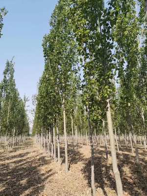 濱州10公分雄性毛白楊育苗基地