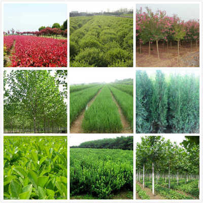 高密出售西府海棠,核桃樹苗批發(fā)