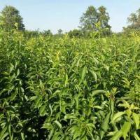 蓮霧苗產(chǎn)品圖片|圖片大全|圖片庫(kù)