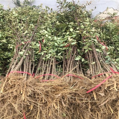 種植花椒苗品種新中苗木花椒苗北方表現(xiàn)好