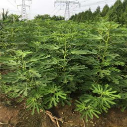 新聞 湖南益陽波姬紅無花果苗基地哪里有