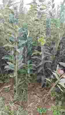 新聞 鄂城甜查理草莓苗脫毒苗種苗公司 純度有保證