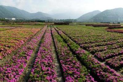 廣州花卉苗木種植基地的發展與特色