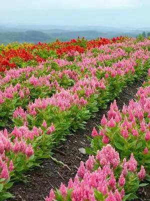 黑龍江雞冠花批發與花卉種植基地 打造北疆花卉產業新篇章