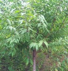 苗木種植：培育綠色生機，助力生態建設