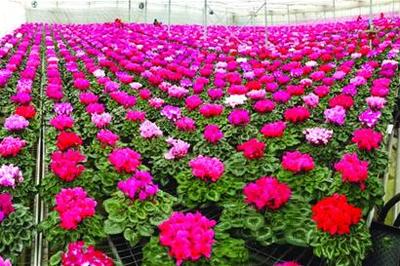 仙客來 待客而來的美麗使者