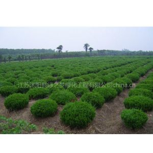 綠化苗木與花木種植供應(yīng)指南