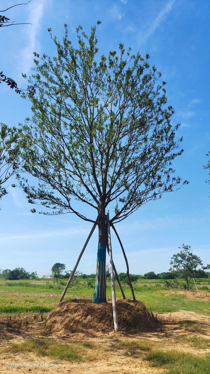定遠(yuǎn)縣袁政苗木種植園 單桿樸樹(shù)與花卉種植的藝術(shù)