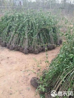 沭陽(yáng)大型地被苗木連翹苗種植基地 優(yōu)質(zhì)苗木價(jià)格優(yōu)惠，助力綠化工程