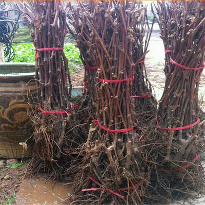 金手指葡萄種植技術(shù)與市場(chǎng)價(jià)格分析