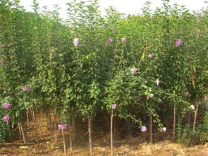 木槿之美——華藝苗木種植場(chǎng)的優(yōu)質(zhì)花卉種植之道