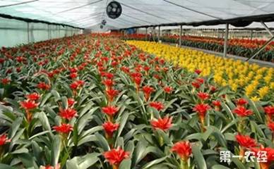我國(guó)花卉苗木產(chǎn)業(yè) 全球最大的生產(chǎn)中心