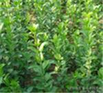 優(yōu)質(zhì)衛(wèi)矛首選 青州森源花卉苗木種植基地詳解