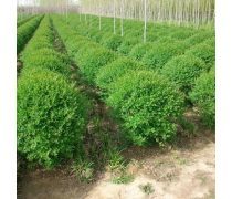 苗木種植產(chǎn)業(yè)發(fā)展現(xiàn)狀與前景探索