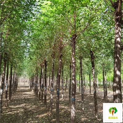 8公分榆樹(shù)價(jià)格分析與種植指南