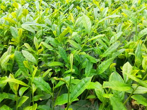 雅安市名山區(qū)國錦苗木種植農(nóng)民專業(yè)合作社 花卉種植產(chǎn)品多樣，價(jià)格實(shí)惠