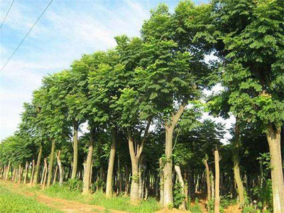 2020年綠化苗木種植前景分析 苗木產(chǎn)業(yè)的新機(jī)遇與挑戰(zhàn)