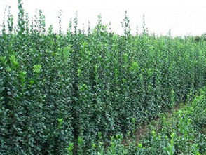 成活率高的綠化草花批發(fā)與種植指南