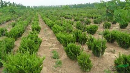 沭陽(yáng)縣鴻潤(rùn)園林綠化苗木場(chǎng) 花卉種植的專業(yè)之道