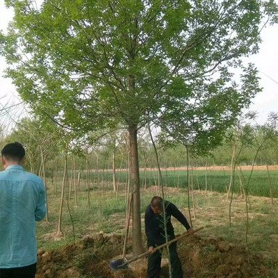 白蠟花卉種植指南