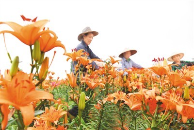 扶貧百合花開，苗木種植鋪就致富路